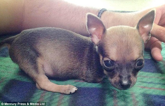 Mặc dù ban đầu chỉ đặt mục tiêu 600 đô la, cô Looper đã quyên góp được hơn 3.500 đô la. Sau đó, cô được một nhà thiết kế liên hệ và đề nghị làm một chiếc xe đẩy cho Turbo.