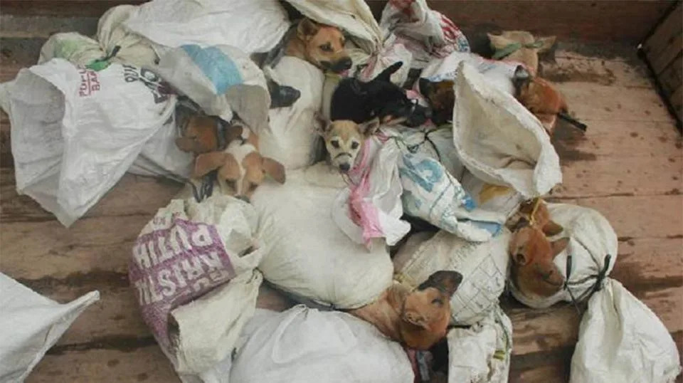 The confronting campaign shows piles of dogs stuffed into sacks. Source: Dog Meat Free Indonesia