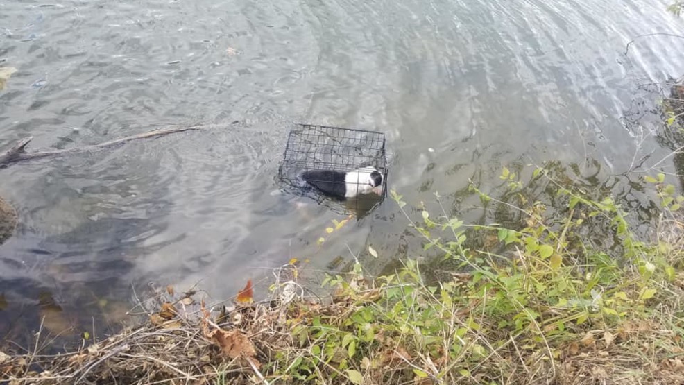 Chú chó con được tìm thấy trong lồng ở hồ Kaufman. (Bryant Fritz)