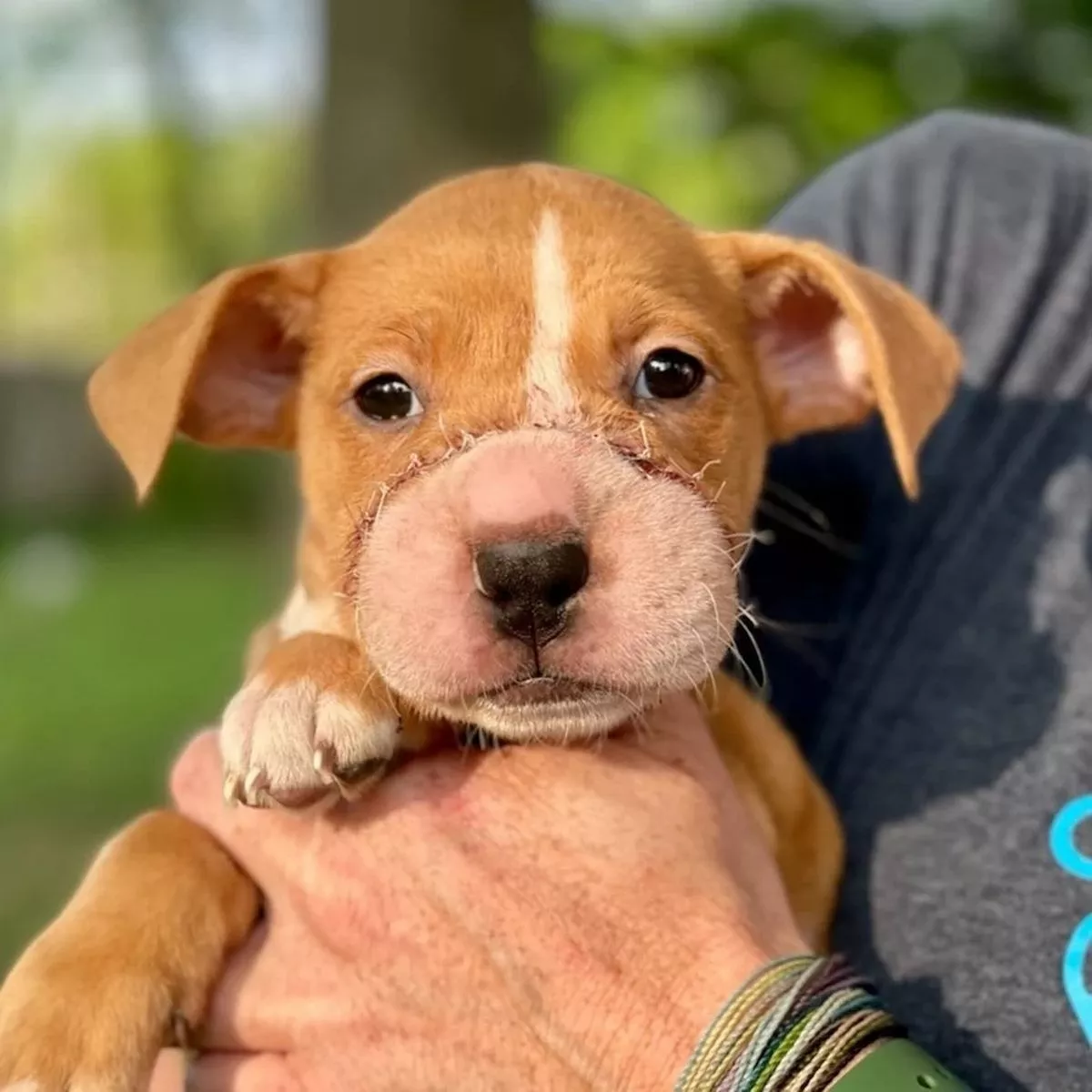 Chú cún con dễ thương