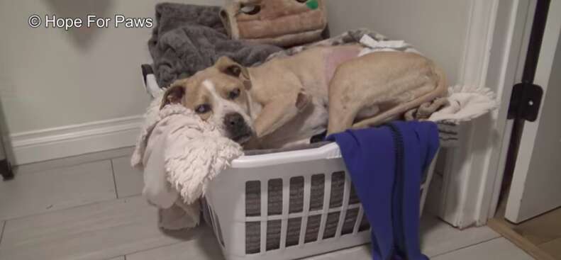 Chú chó mù được tìm thấy trong bãi phế liệu đã được giải cứu.