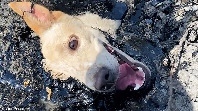The hapless hound was scampering around an industrial estate in Nakhon Nayok, Thailand, on December 6 when it stepped on rubberised asphalt. Fortunately, its mouth was sticking out so it could still breathe