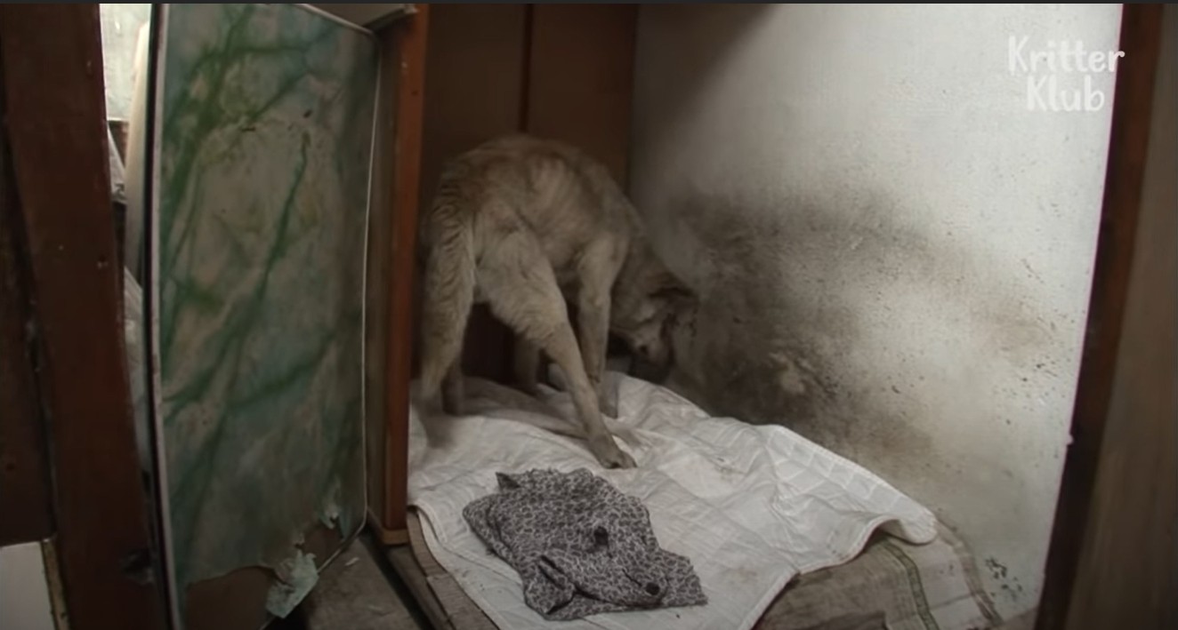 ▲▼奶奶過世兩年,狗狗每天逃家出門找她(圖/翻攝自YouTube/KritterKlub)