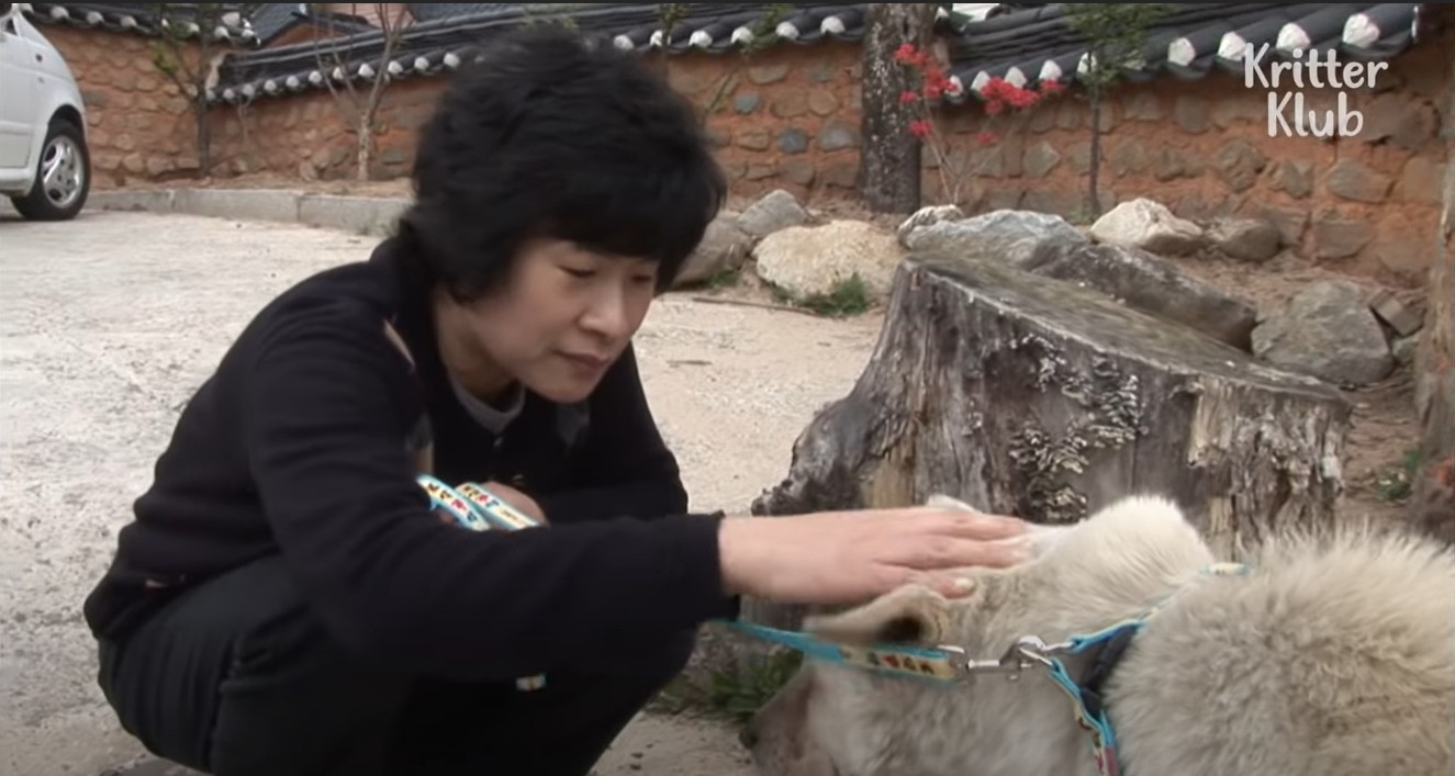 ▲▼奶奶過世兩年,狗狗每天逃家出門找她(圖/翻攝自YouTube/KritterKlub)