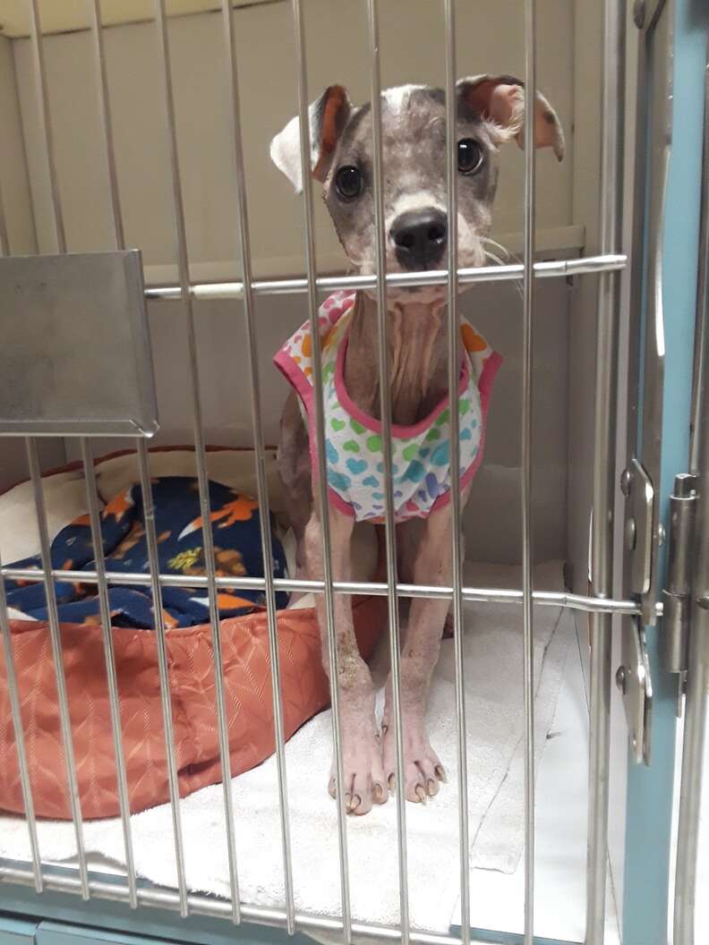 Chú chó con bị ốm ở trong chuồng.