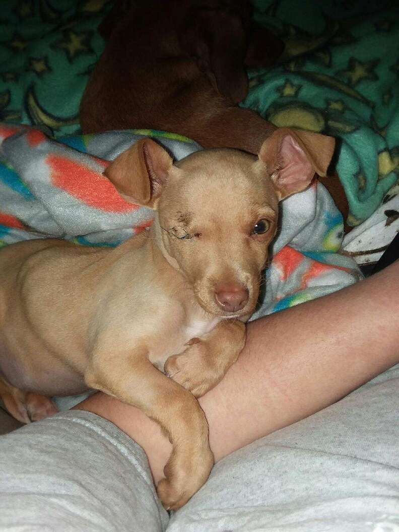 chihuahua puppy garbage bag rescue texas