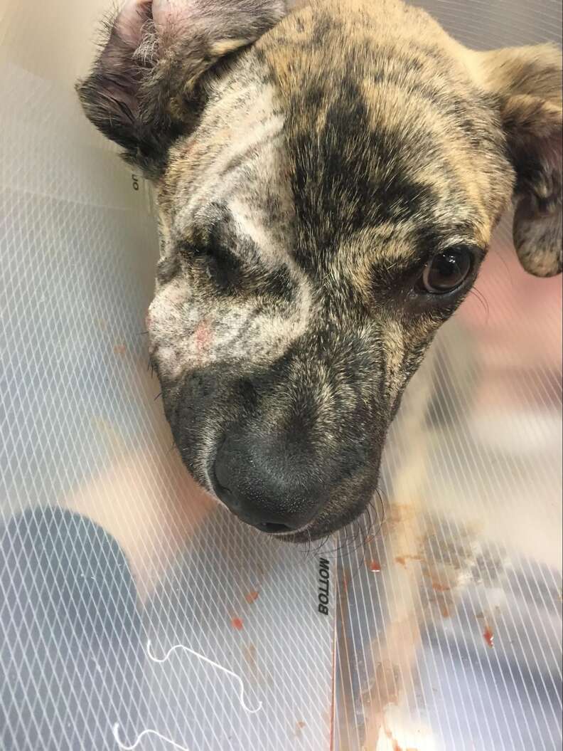 chó bóp nát vca hồ lớn