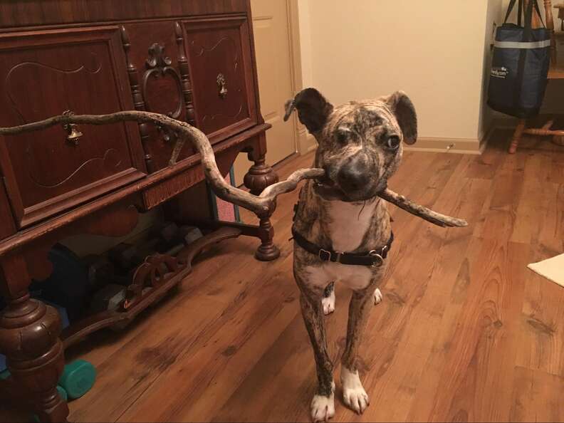 Chú chó nhỏ đáng yêu được cứu sống khỏi bị tiêm thuốc an tử.