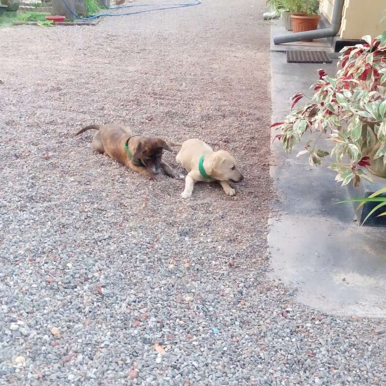 Puppies playing in driveway