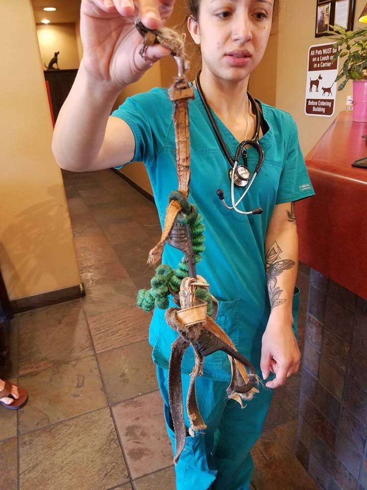 con chó bị buộc vào bồn rửa mặt trong phòng tắm