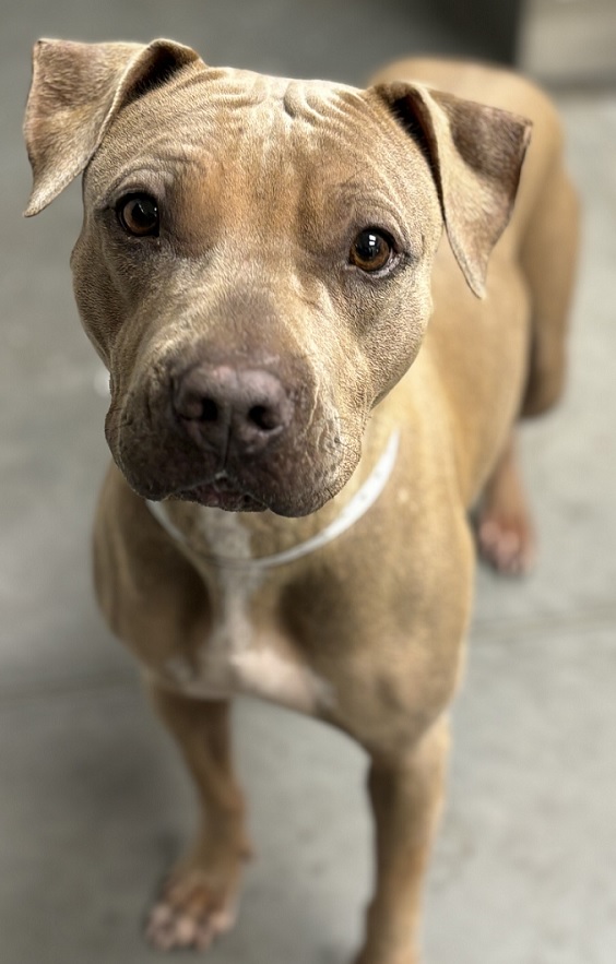 2 year old dog Arizona Humane Society