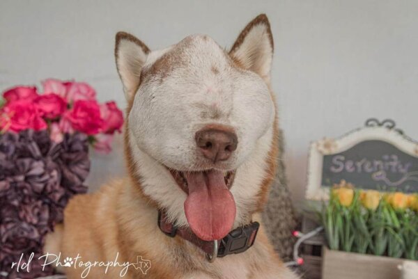 Chó mắc khối u xâm lấn