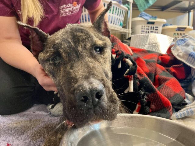 Ethan - Chú chó bị bỏ rơi