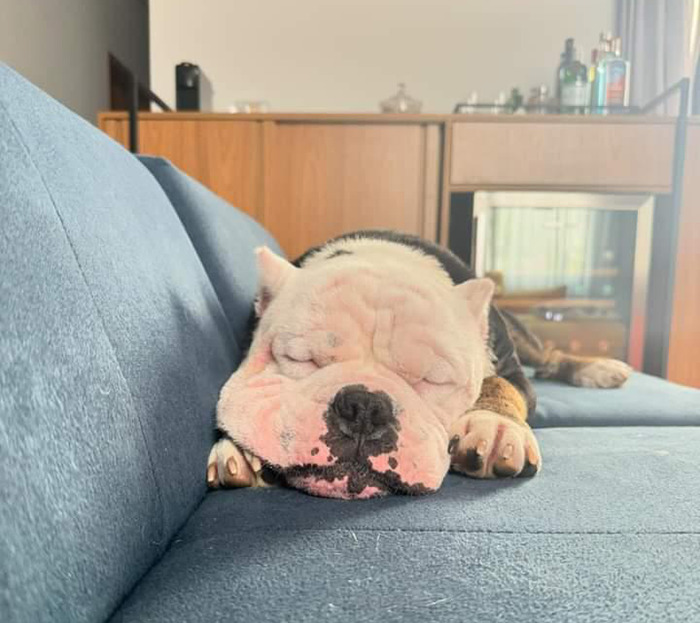 Câu chuyện hồi phục kỳ diệu của một chú chó kiên cường đang trong tình trạng nguy kịch cần được giải cứu.