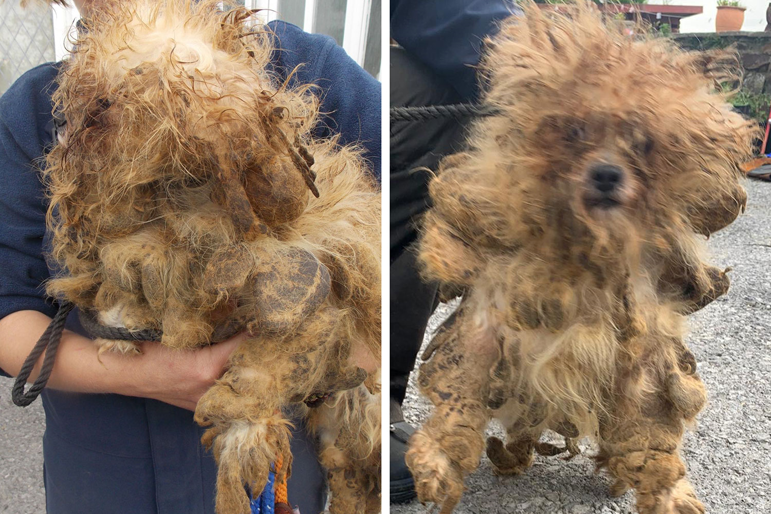 Ruby vào ngày được giải cứu (Ảnh: NationalWorld/RSPCA Cymru)