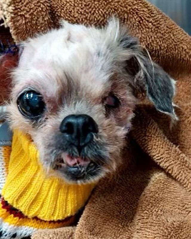 Kiểu tóc Shih Tzu bị bỏ bê