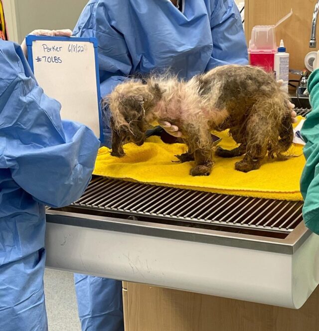 Con chó bị bỏ rơi đang được cạo lông.