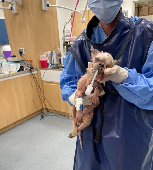 Con chó bị bỏ rơi đang uống thuốc.