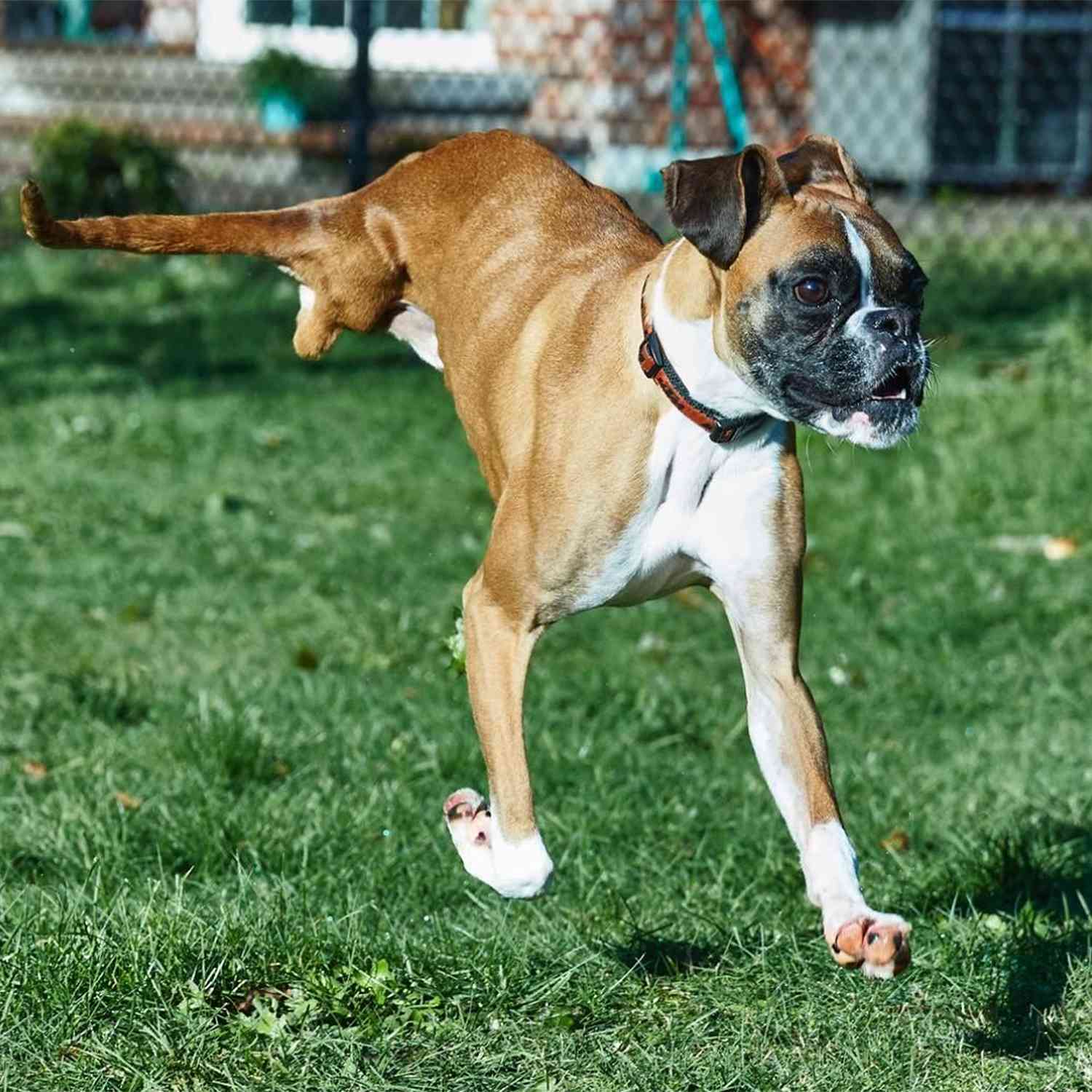 Duncan Lou, ngôi sao Instagram hai chân, sống sót sau tai nạn xe hơi.