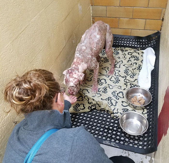 pit-bull-sét-1000-ong-sét-5