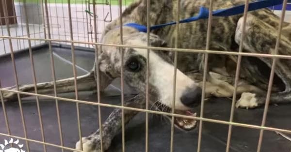 cho-hoang (1).jpeg 1