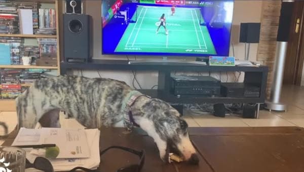 cho-hoang (1).jpeg 2