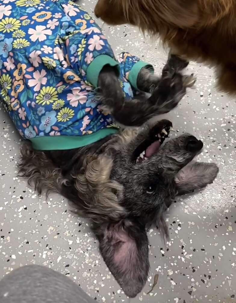 chú chó poodle đang chơi