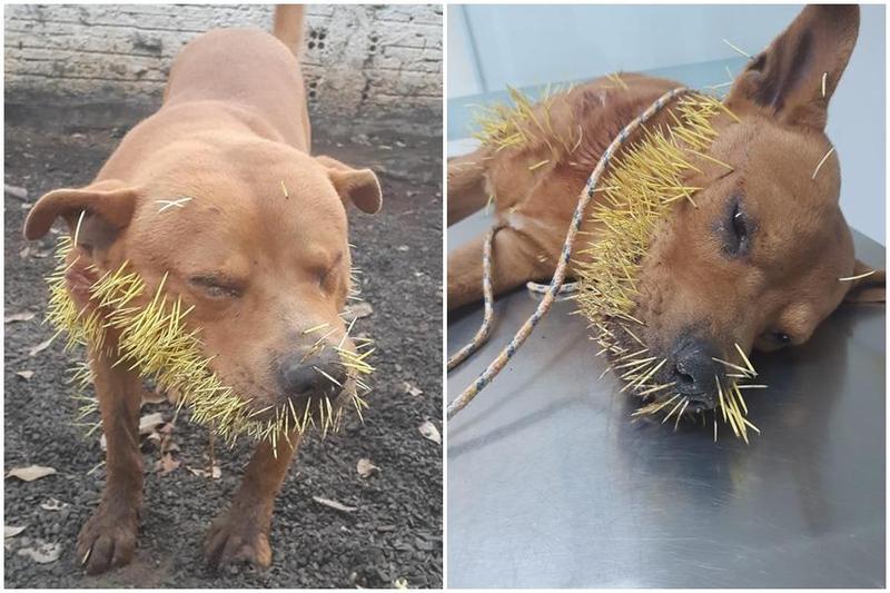 Adriano Bertoline, Dr. Apolari - Araras臉書)