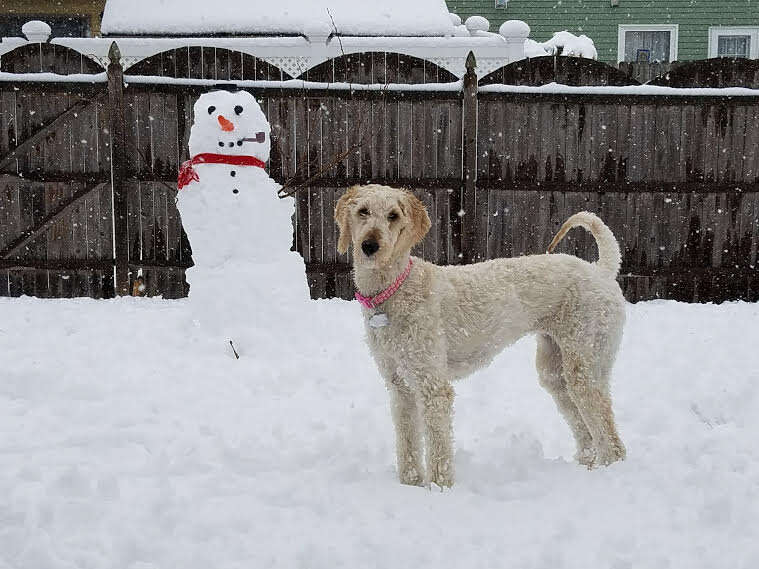 giải cứu chó Goldendoodle