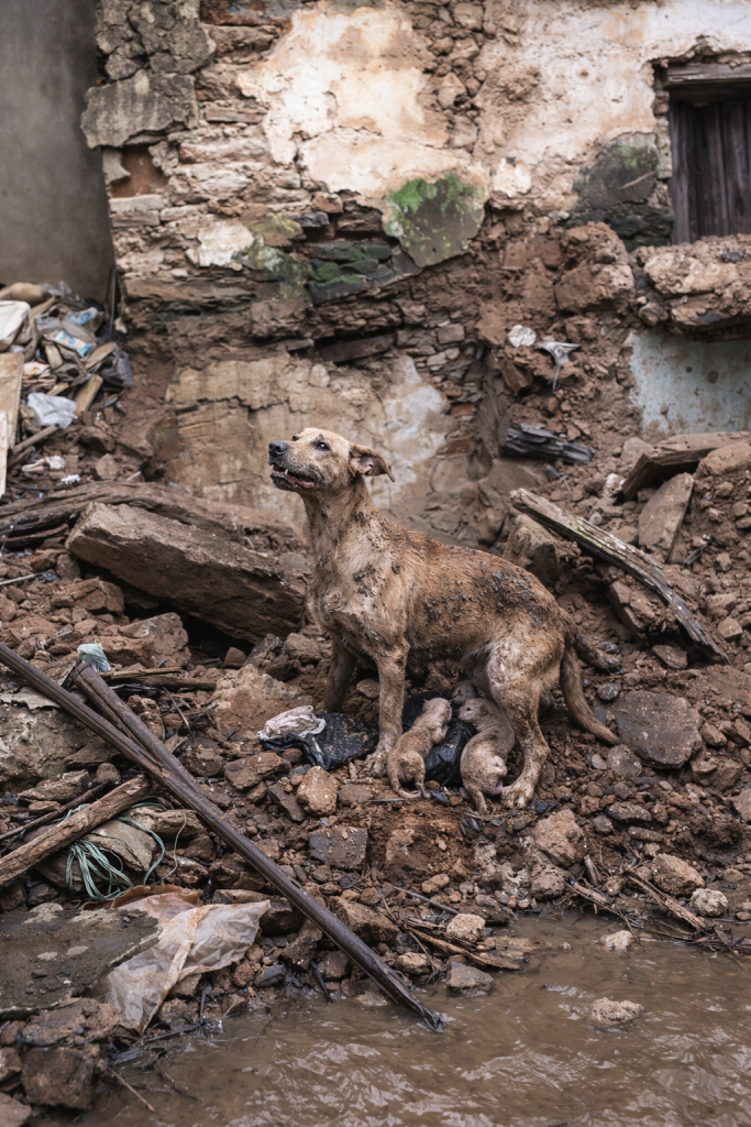 Persistent in Her Digging—How a Mother Dog Helped Rescuers Find Her ...
