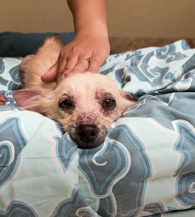 Chú chó nằm trên giường màu xanh