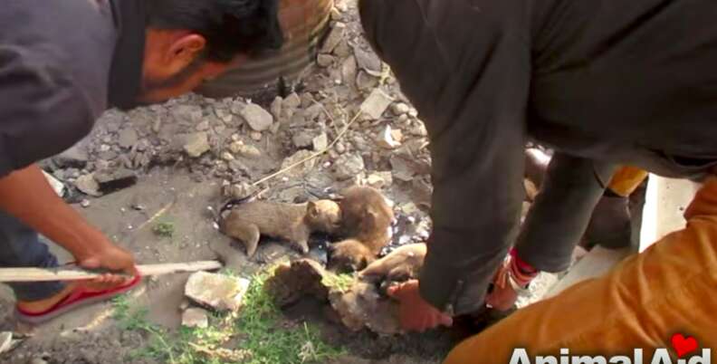 những chú chó bị kẹt trong đường nhựa