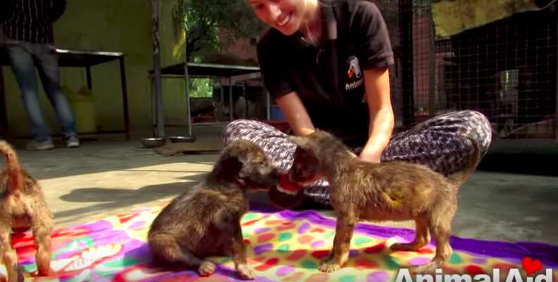 những chú chó bị kẹt trong đường nhựa