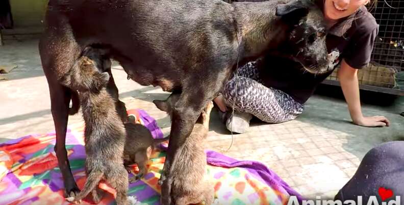 những chú chó bị kẹt trong đường nhựa