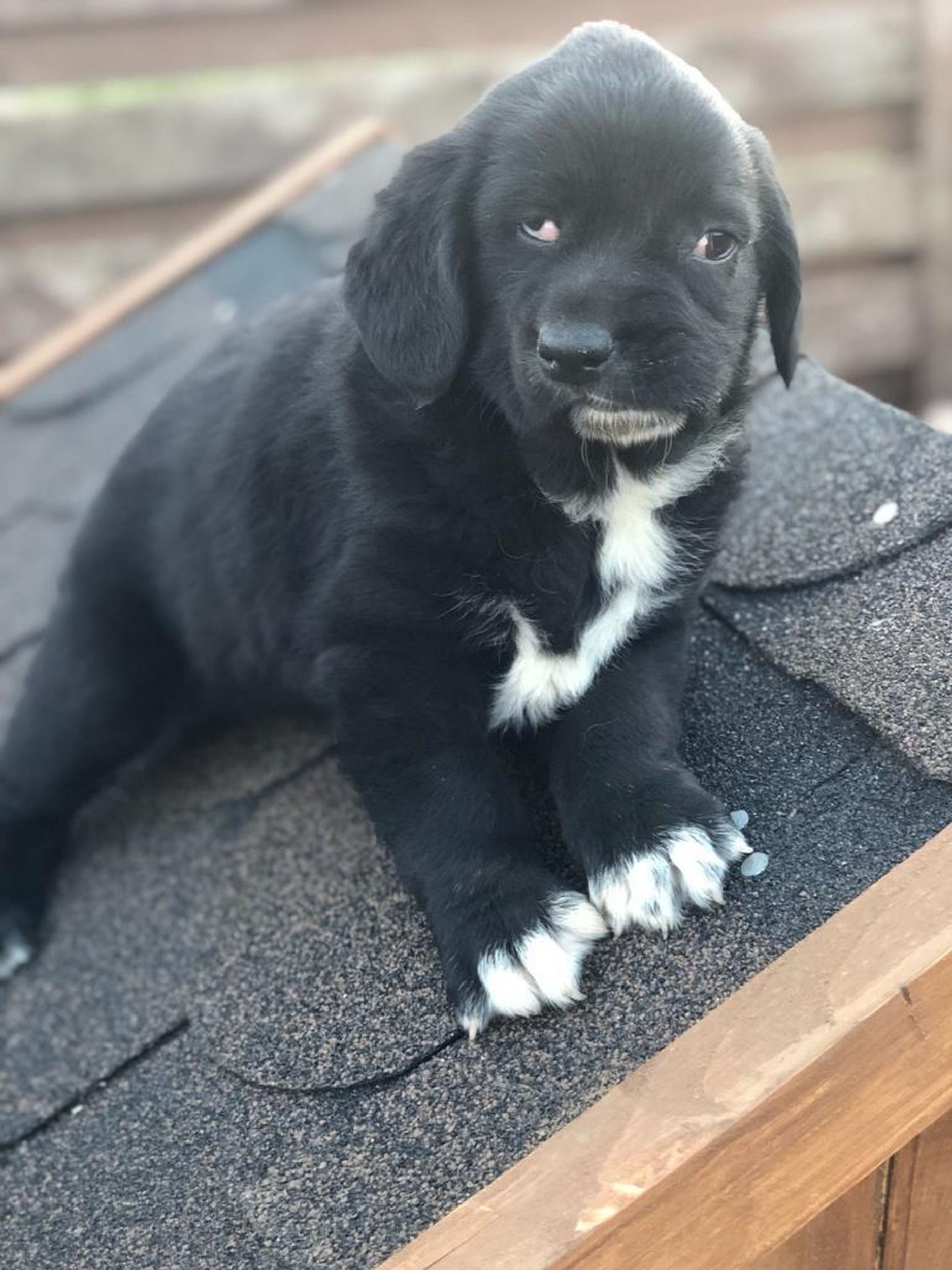 ẢNH TỪ Kennedy News and Media (HÌNH ẢNH: CHÚ CHÓ MẶT LẠC LẠC BETHANY, HIỆN TÁM THÁNG TUỔI, KHI CÒN LÀ MỘT CHÚ CHÓ CON NHỎ BÉ TRƯỚC KHI ĐƯỢC GIẢI CỨU TỪ ROMANIA) Một chú chó con sinh ra với khuôn mặt lệch lạc đến mức khiến mọi người 'sốc' đang tìm kiếm một mái ấm vĩnh viễn với một gia đình sẽ 'nhìn sâu hơn vào sự biến dạng khuôn mặt của nó để thấy được trái tim vàng'. Bethany, một chú chó lai Labrador tám tháng tuổi, sinh ra với dị tật khuôn mặt nghiêm trọng đến nỗi toàn bộ mõm của nó bị xoắn và chảy xệ sang một bên, để lộ răng. Mặc dù khuôn mặt lệch lạc của nó có thể gây giật mình khi nhìn vào, nhưng nó không ảnh hưởng đến sức khỏe của chú chó 'vui vẻ, vô tư' này theo bất kỳ cách nào. TUYÊN BỐ MIỄN TRÁCH NHIỆM: Mặc dù Kennedy News and Media nỗ lực hết sức để xác định bản quyền và tính xác thực của tất cả các hình ảnh được cung cấp, nhưng chúng tôi không chịu trách nhiệm đối với bất kỳ thiệt hại, mất mát hoặc hành động pháp lý nào gây ra do việc sử dụng hình ảnh được cung cấp và việc xuất bản hình ảnh hoàn toàn tùy thuộc vào quyết định của bạn. XEM BẢN TIN CỦA KENNEDY - 0161 697 4266