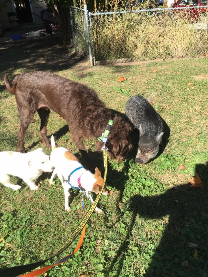 Little CC has a favorite spot, and that's on top of her friend big Chewbacca, nestled into his glorious fur. "Pretty much every time we walk by their kennel, CC is either sitting on Chewy or draped over him or curled up against him," Animal Rescue League of Iowa spokesperson Jessica Jorgenson tells The Dodo. "Chewy, for his part, doesn't mind at all. They both like being close to each other."
