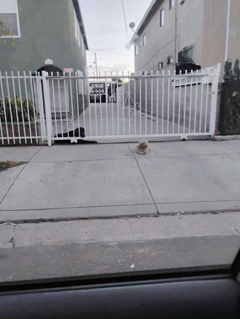 Một chú chó lai poodle màu trắng nhạt nằm trên vỉa hè trước một ngôi nhà có cổng.