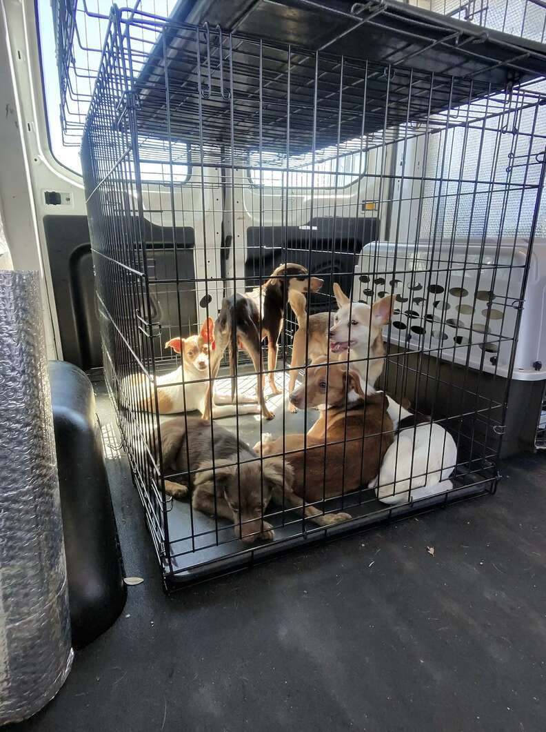 Six Chihuahuas in a cage in the back of a transport van.