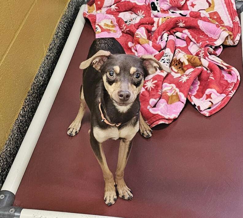 A black and tan Chihuahua standing on a red cot with a pink blanket.
