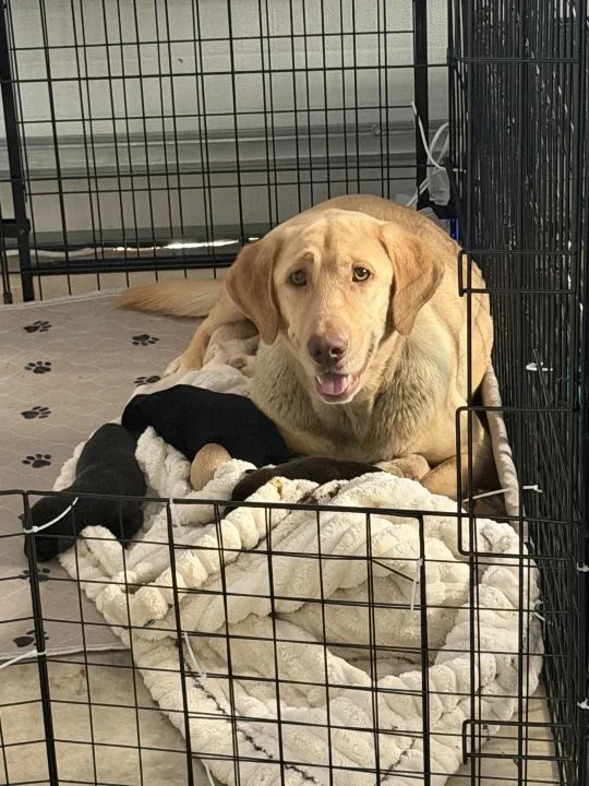 Ảnh do Stevie Lynn Lewis cung cấp.