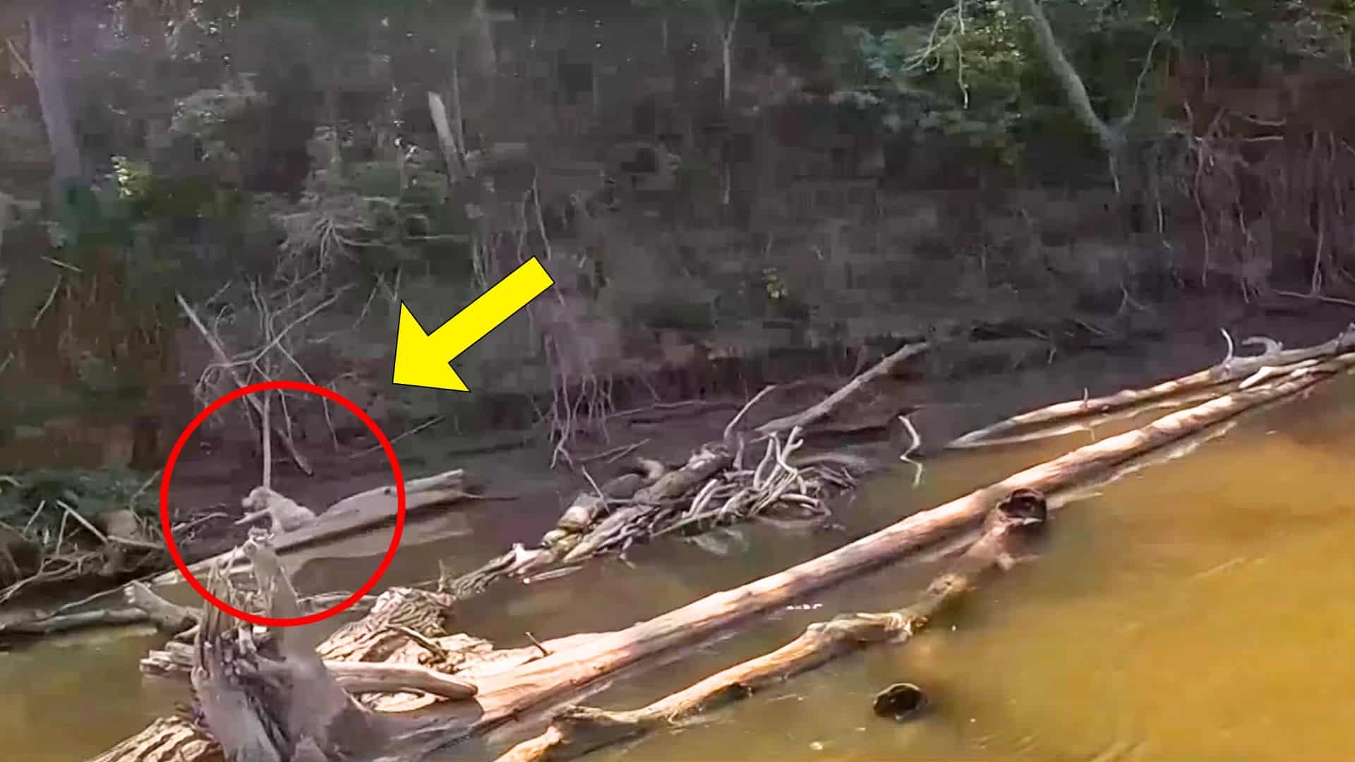 Cây thường xuân mắc kẹt trong bùn, có thể nhìn thấy từ xa.