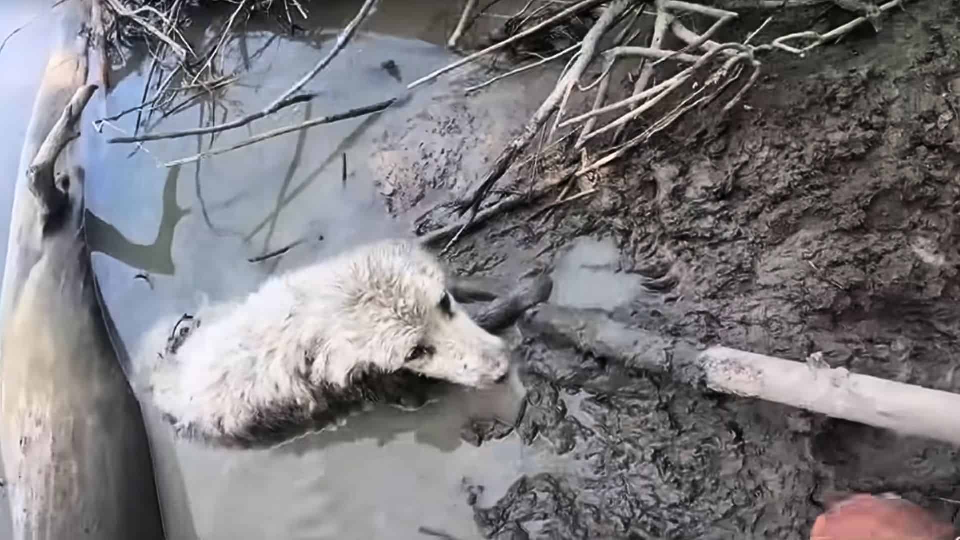 Ivy hoàn toàn không thể cử động và nửa người chìm trong sông.