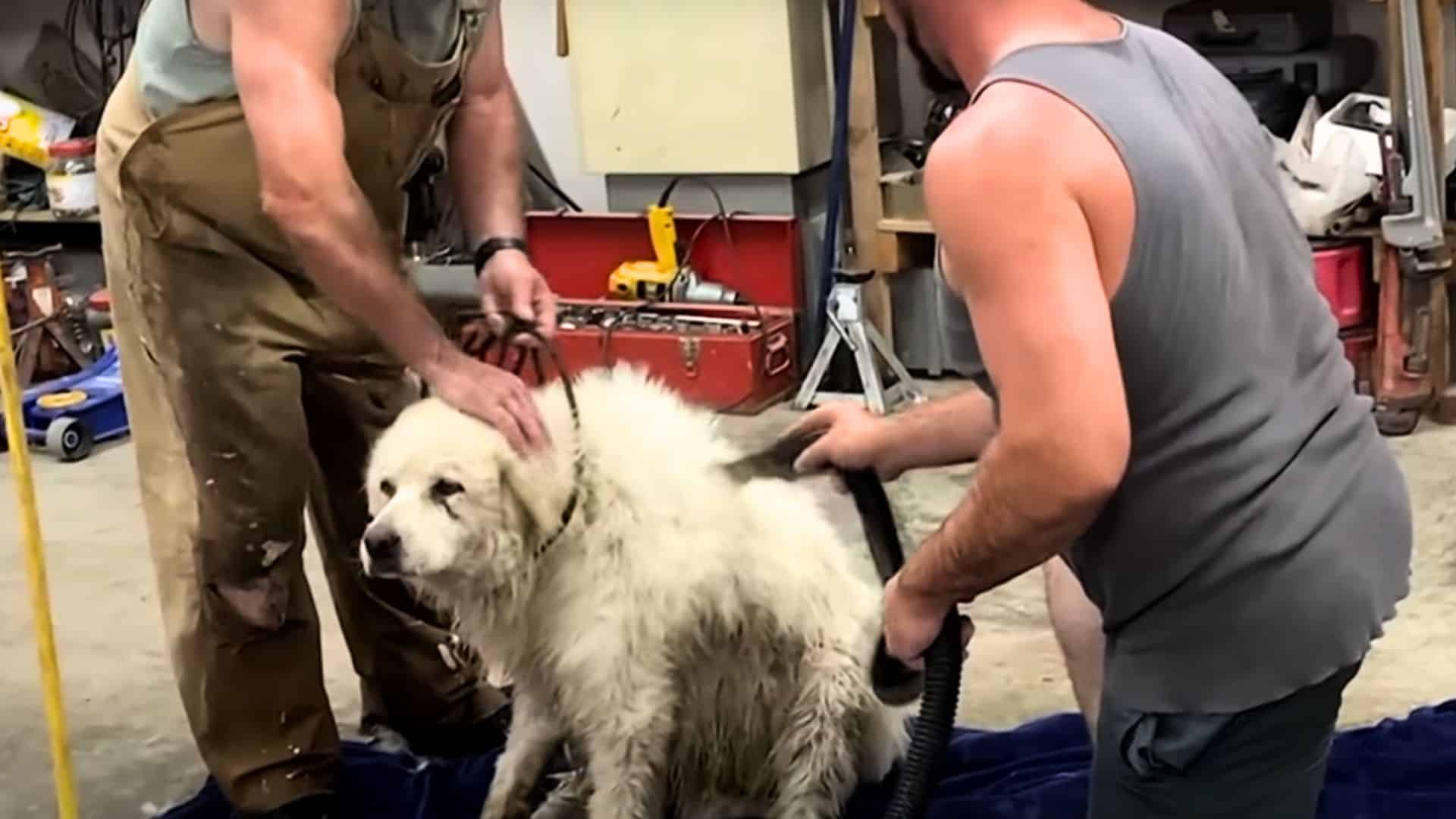 Ivy đi làm tóc để xóa đi những dấu vết cuối cùng của trải nghiệm kinh hoàng mà cô đã gặp phải.