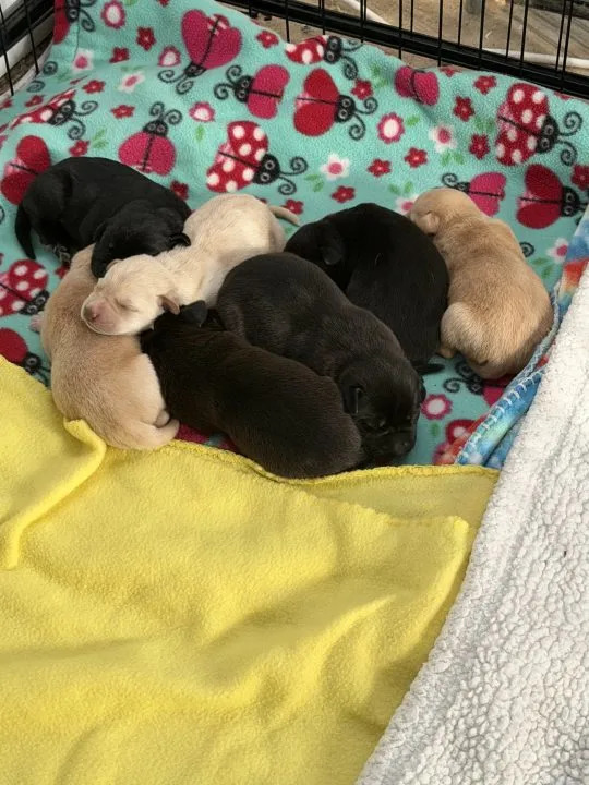 Ảnh do Stevie Lynn Lewis cung cấp.