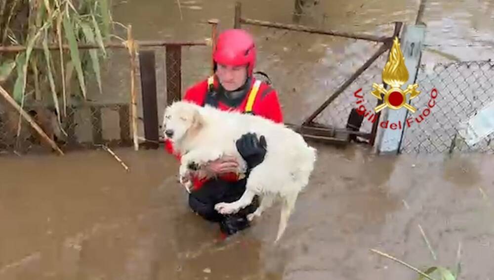 Lính cứu hỏa giải cứu những chú chó trong bể bơi khỏi bị ngập lụt trong thời tiết xấu.