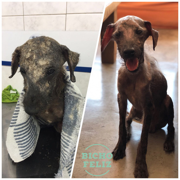 Chú chó gầy gò trơ xương và sự thay đổi kì diệu khiến nhiều người ngỡ ngàng Ảnh 5