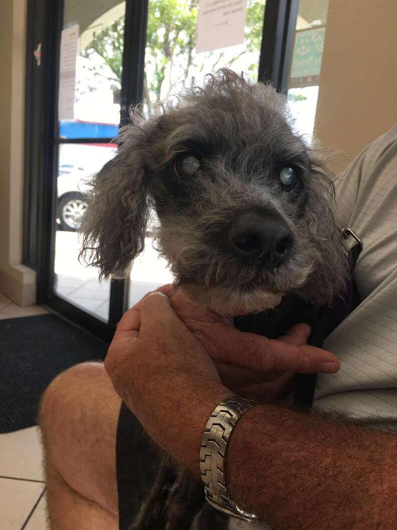 Chú chó poodle lông đen đang được bế trên lòng người.